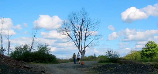 Dead Tree Centralia PA Burn Zone