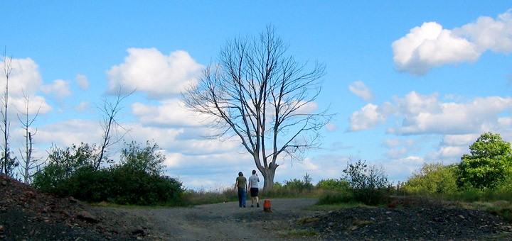 Dead Tree Centralia PA Burn Zone