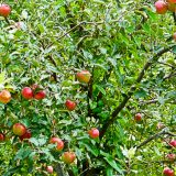 Apple Tree Centralia