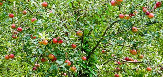 Apple Tree Centralia