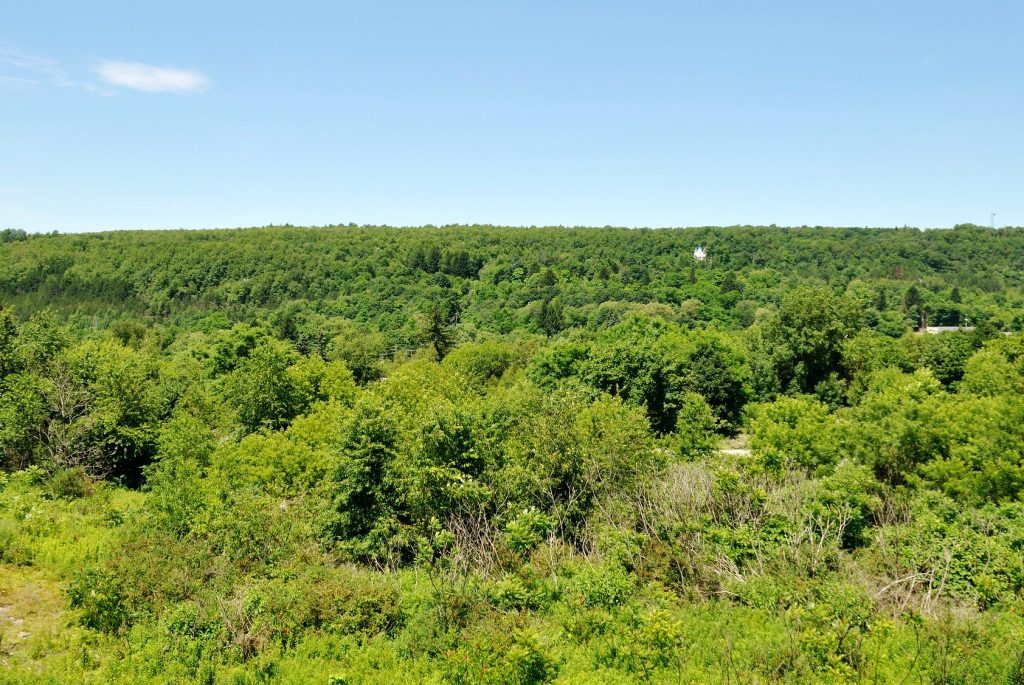 A recovering landscape in Centralia