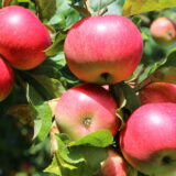 Apples on The Tree Centralia