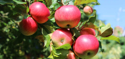 Apples on The Tree Centralia