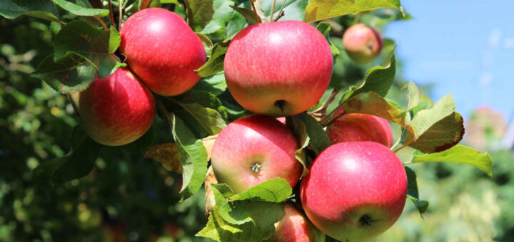 Apples on The Tree Centralia